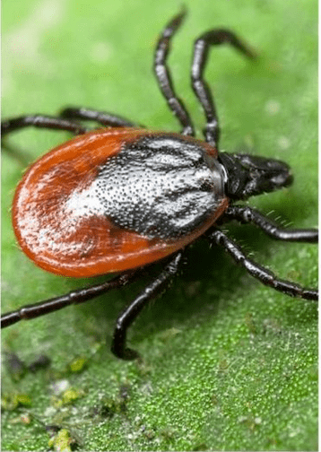 Ectoparasiti
